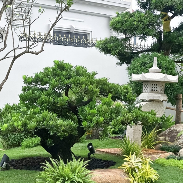 SÂN VƯỜN NHẬT BẢN ZOUEN - Ảnh 4